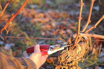 Taille des vignes