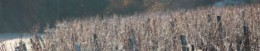 Les vignes